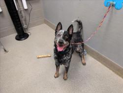Shelter Stray Male Dog last seen , 655 N Mojave Rd, Las Vegas, NV 89101, USA