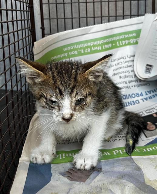 Shelter Stray Male Cat last seen Near BLOCK LIBERTY BELL, 4710 TX-151, San Antonio, TX 78227, USA