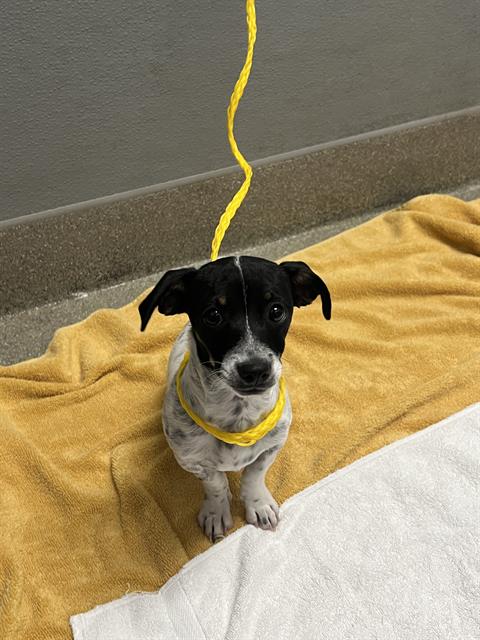 Shelter Stray Male Dog last seen , 655 N Mojave Rd, Las Vegas, NV 89101, USA