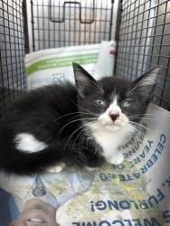 Shelter Stray Female Cat last seen Near BLOCK LIBERTY BELL, 4710 TX-151, San Antonio, TX 78227, USA