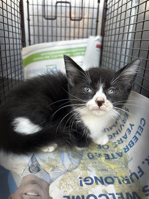 Shelter Stray Female Cat last seen Near BLOCK LIBERTY BELL, 4710 TX-151, San Antonio, TX 78227, USA