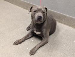 Shelter Stray Male Dog last seen Near BLOCK SHARPSHOOTER LN, NORTH LAS VEGAS NV 89031, 655 N Mojave Rd, Las Vegas, NV 89101, USA