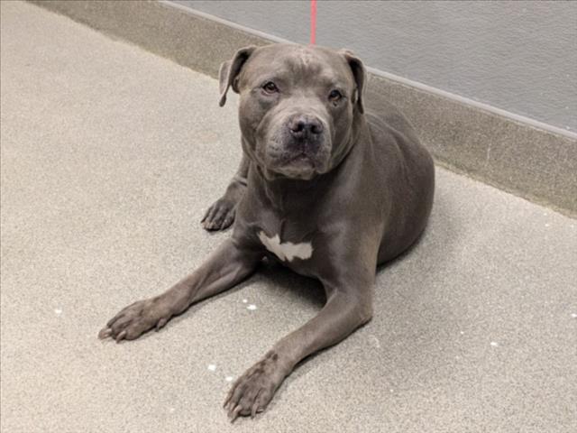 Shelter Stray Male Dog last seen Near BLOCK SHARPSHOOTER LN, NORTH LAS VEGAS NV 89031, 655 N Mojave Rd, Las Vegas, NV 89101, USA