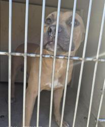 Shelter Stray Male Dog last seen Near BLOCK CONNIE AVE, LAS VEGAS NV 89115, 655 N Mojave Rd, Las Vegas, NV 89101, USA