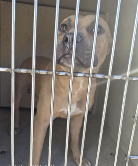 Shelter Stray Male Dog last seen Near BLOCK CONNIE AVE, LAS VEGAS NV 89115, 655 N Mojave Rd, Las Vegas, NV 89101, USA