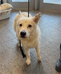 Shelter Stray Unknown Dog last seen , 11361 W Pico Blvd, Los Angeles, CA 90064, USA