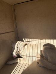 Shelter Stray Unknown Dog last seen Near BLOCK N TONOPAH DR, LAS VEGAS NV 89106, 655 N Mojave Rd, Las Vegas, NV 89101, USA