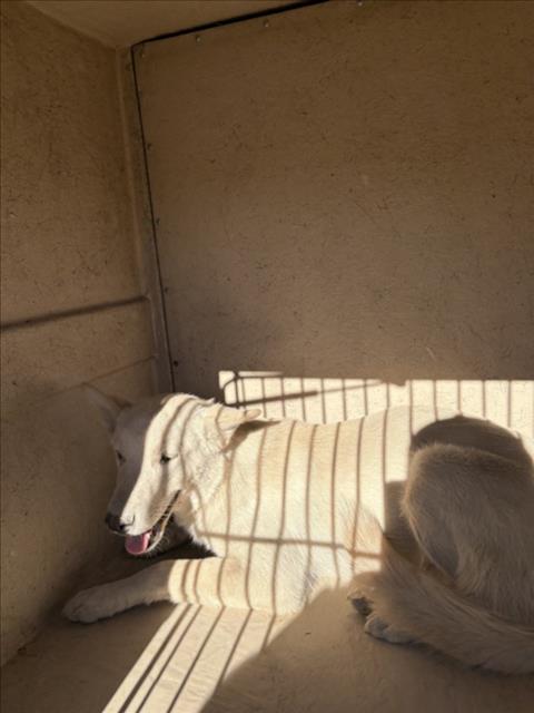 Shelter Stray Unknown Dog last seen Near BLOCK N TONOPAH DR, LAS VEGAS NV 89106, 655 N Mojave Rd, Las Vegas, NV 89101, USA