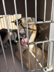 Shelter Stray Unknown Dog last seen Near BLOCK N TONOPAH DR, LAS VEGAS NV 89106, 655 N Mojave Rd, Las Vegas, NV 89101, USA