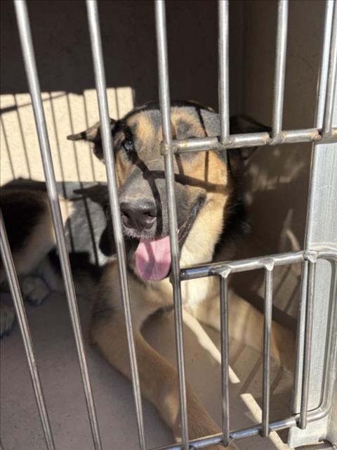 Shelter Stray Unknown Dog last seen Near BLOCK N TONOPAH DR, LAS VEGAS NV 89106, 655 N Mojave Rd, Las Vegas, NV 89101, USA