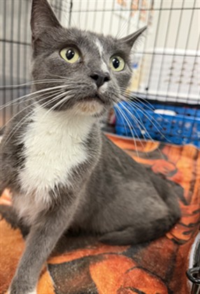 Shelter Stray Female Cat last seen , 14409 Vanowen St, Van Nuys, CA 91405, USA