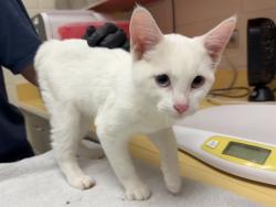 Shelter Stray Female Cat last seen Near BLOCK HICKORY HILL DR, COLORADO SPRINGS CO, 610 Abbot Ln, Colorado Springs, CO 80905, USA