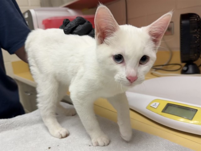 Shelter Stray Female Cat last seen Near BLOCK HICKORY HILL DR, COLORADO SPRINGS CO, 610 Abbot Ln, Colorado Springs, CO 80905, USA