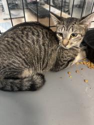 Shelter Stray Unknown Cat last seen , 14409 Vanowen St, Van Nuys, CA 91405, USA