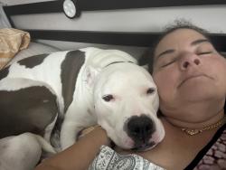 Reunited Male Dog last seen Near N Federal Hwy, Lake Worth Beach, FL 33460, USA, Lake Worth Beach, FL 33460