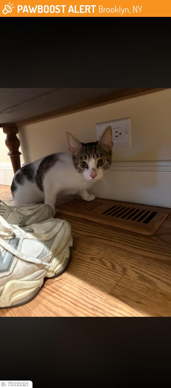 Found/Stray Female Cat last seen West 4th st and Avenue U, Brooklyn, NY 11204