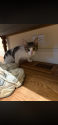 Found/Stray Female Cat last seen West 4th st and Avenue U, Brooklyn, NY 11204