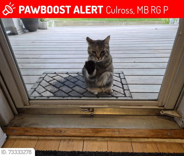 Lost Female Cat last seen Elm creek, Culross, MB R0G 0P0