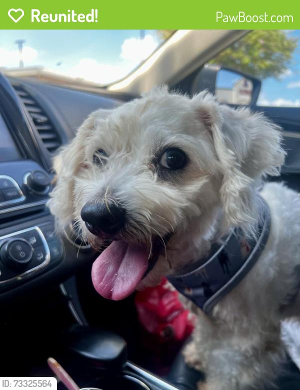 Reunited Male Dog last seen FM1960, Ponderosa Forest, TX 77090