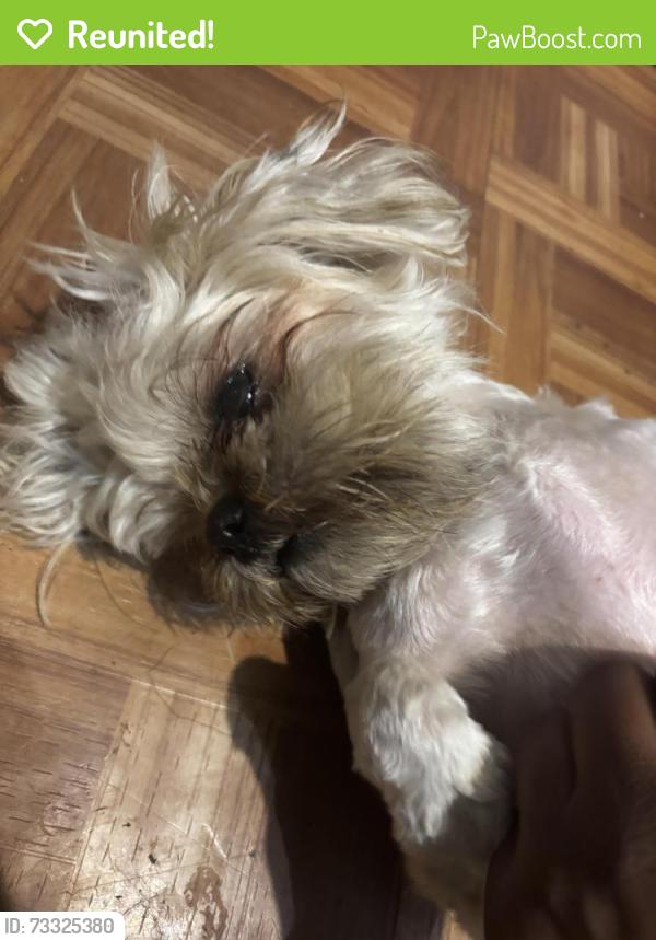 Reunited Female Dog last seen Bishop Ct street and Bishop Dr. Street, Blue Springs, MO 64015