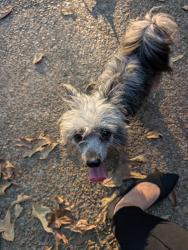 Found/Stray Female Dog last seen Grandbury and Oak Hollow, Memphis, TN 38016
