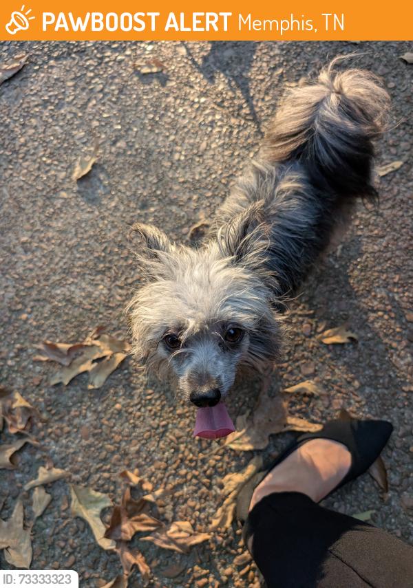 Found/Stray Female Dog last seen Grandbury and Oak Hollow, Memphis, TN 38016