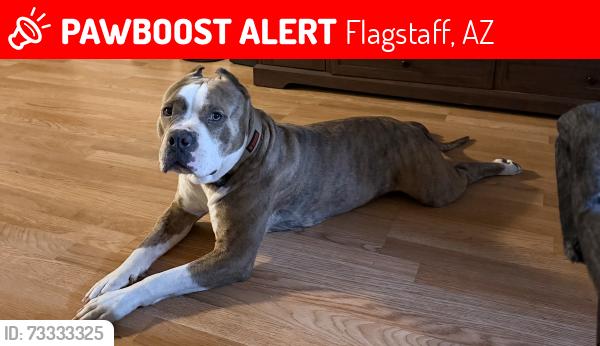 Lost Male Dog last seen NorthCenter St, AZ flagstaff, Flagstaff, AZ 86004