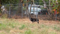 Found/Stray Unknown Dog last seen Kent Des Moines near the Public Storage, Des Moines, WA 98198