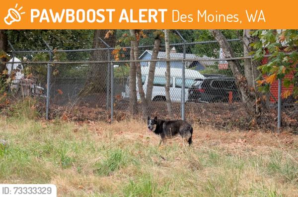 Found/Stray Unknown Dog last seen Kent Des Moines near the Public Storage, Des Moines, WA 98198