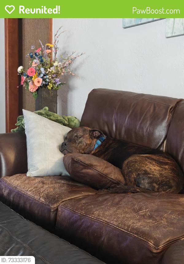 Reunited Male Dog last seen NW 30th St & N Hammond Ave, Bethany, OK 73122, USA, Bethany, OK 73122