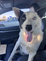 Reunited Male Dog last seen Waterman and Grantline, Elk Grove, CA 95624