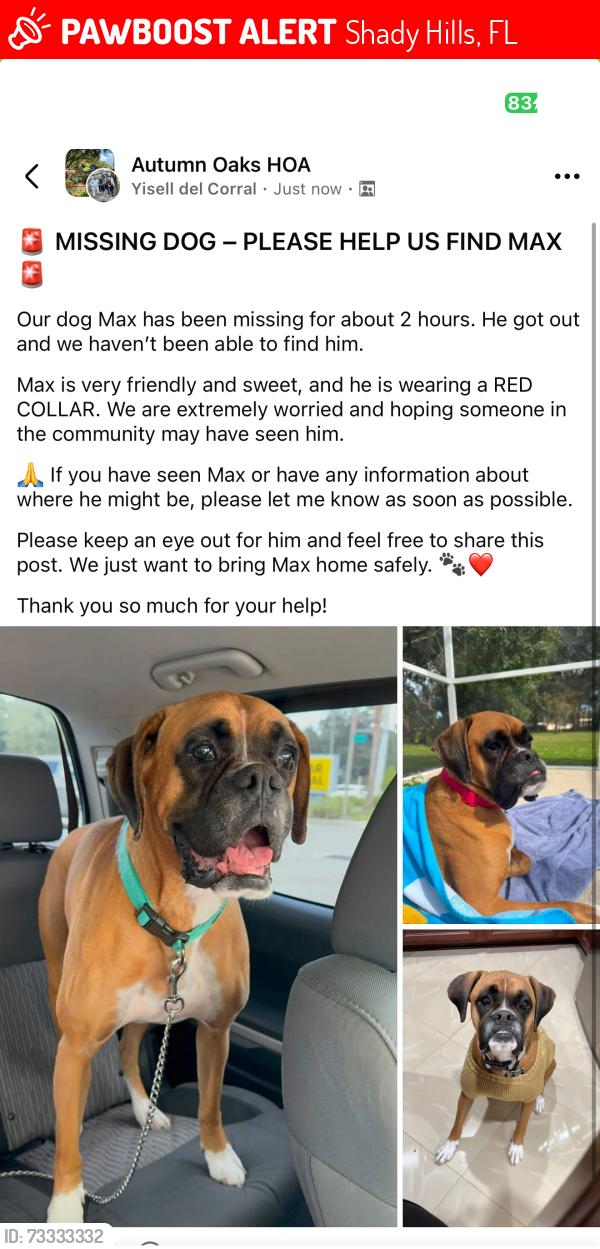 Lost Male Dog last seen Longleaf ct, near County Line, Shady Hills, FL 34667