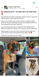 Lost Male Dog last seen Longleaf ct, near County Line, Shady Hills, FL 34667