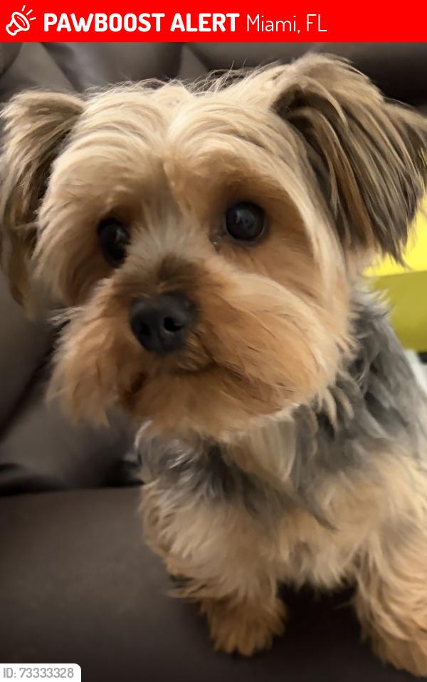 Lost Female Dog last seen Near sw 40Th st, Miami, FL 33165