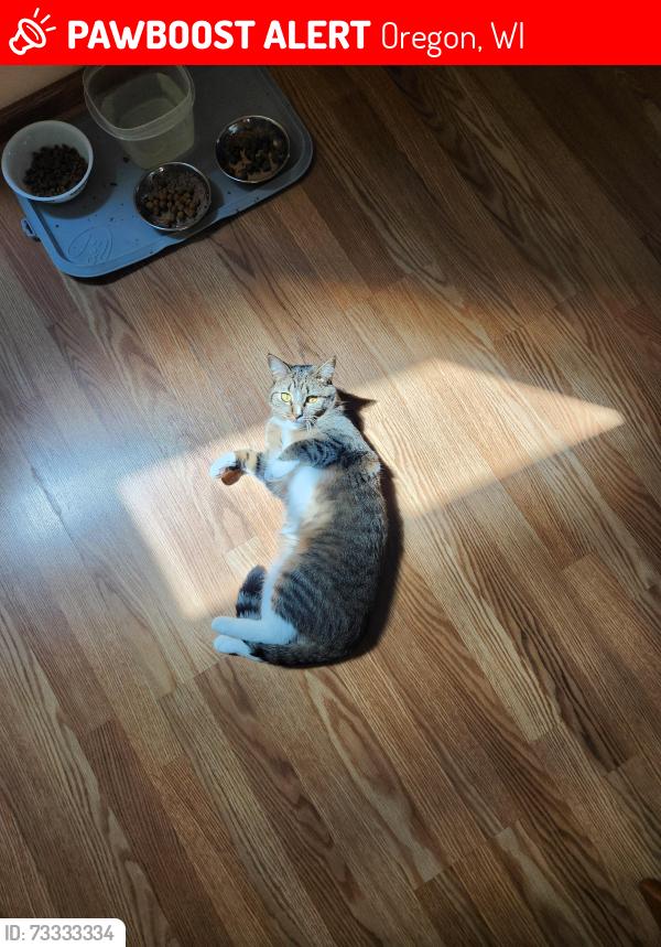 Lost Female Cat last seen Park Street, Oregon, Oregon, WI 53575
