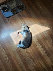 Lost Female Cat last seen Park Street, Oregon, Oregon, WI 53575