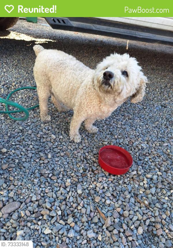 Reunited Male Dog last seen 69th and Madera, Lemon Grove, CA 91945