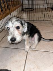 Found/Stray Male Dog last seen Del Rey and Oakey, Spring Valley, NV 89147