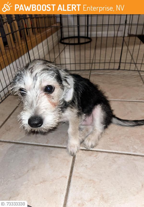 Found/Stray Male Dog last seen Del Rey and Oakey, Spring Valley, NV 89147