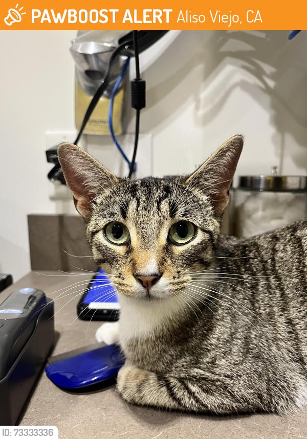 Found/Stray Female Cat last seen Aliso viejo pkwy and aliso creek rd, Aliso Viejo, CA 92656
