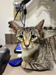 Found/Stray Female Cat last seen Aliso viejo pkwy and aliso creek rd, Aliso Viejo, CA 92656