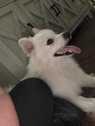 Found/Stray Male Dog last seen Coach deal road near Hwy 29, China Grove, NC 28023