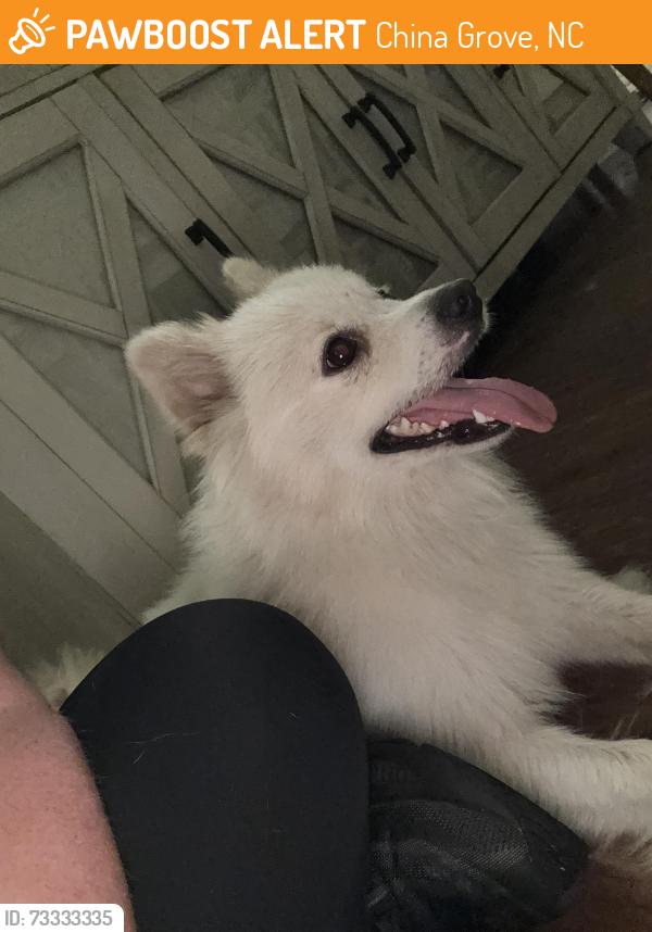 Found/Stray Male Dog last seen Coach deal road near Hwy 29, China Grove, NC 28023