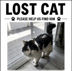 Reunited Male Cat last seen Giverny Sandy, Cottonwood Heights, UT 84121