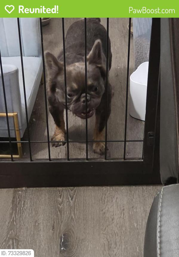 Reunited Male Dog last seen Willamette and kay dr, Fort Worth, TX 76119
