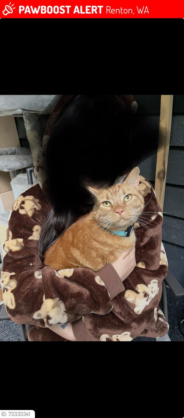Lost Male Cat last seen 128th st, Renton, WA 98059