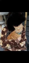 Lost Male Cat last seen 128th st, Renton, WA 98059
