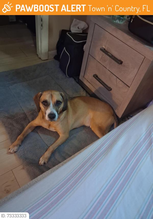 Found/Stray Male Dog last seen Goerge and Sierra mada dr, Town 'n' Country, FL 33634