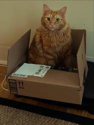 Reunited Female Cat last seen Anjaco, Atlanta, GA 30309