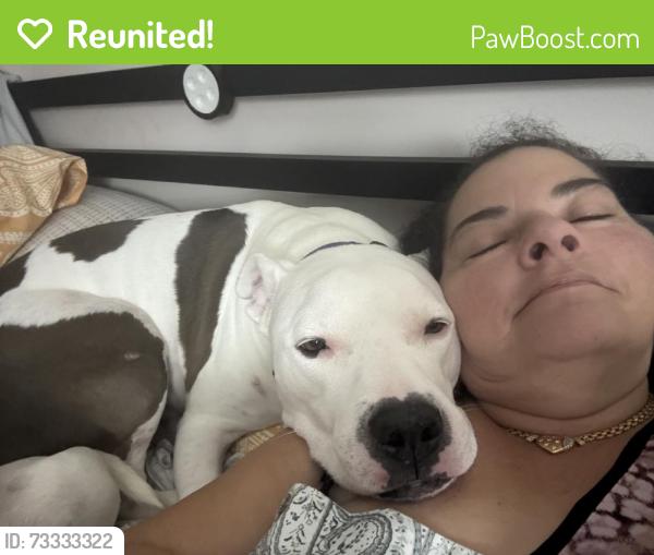 Reunited Male Dog last seen Near N Federal Hwy, Lake Worth Beach, FL 33460, USA, Lake Worth Beach, FL 33460